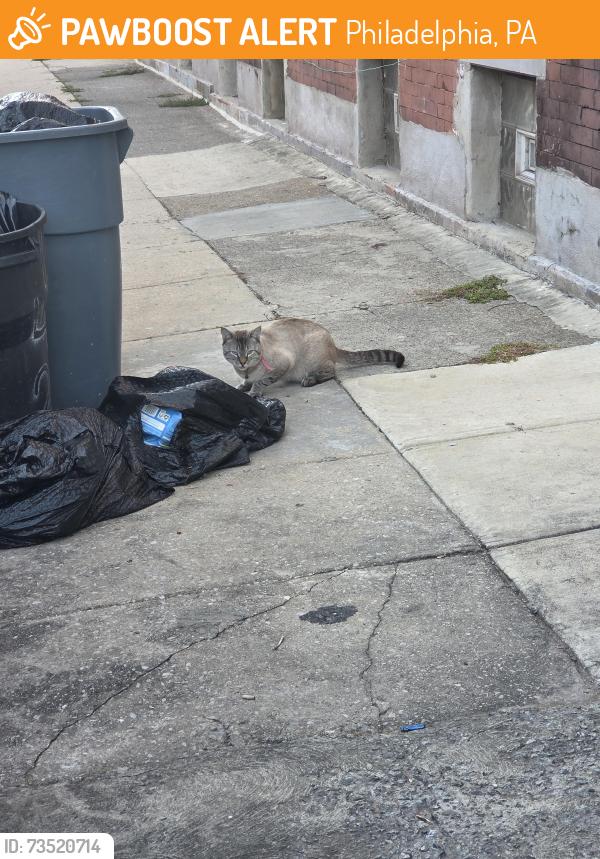 Found/Stray Unknown Cat last seen Corner of South 20th and Wilder, Philadelphia, PA 19146