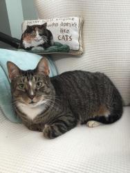 Lost Male Cat last seen Enchanted, Ypsilanti Township, MI 48197