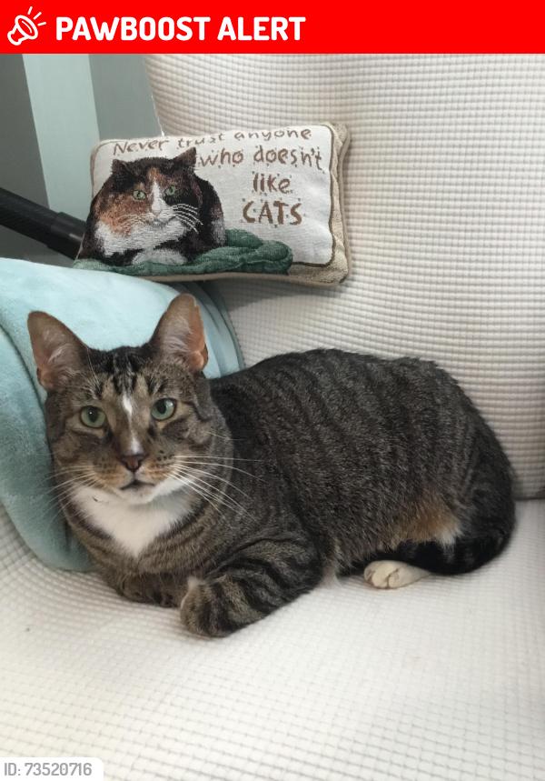 Lost Male Cat last seen Enchanted, Ypsilanti Township, MI 48197