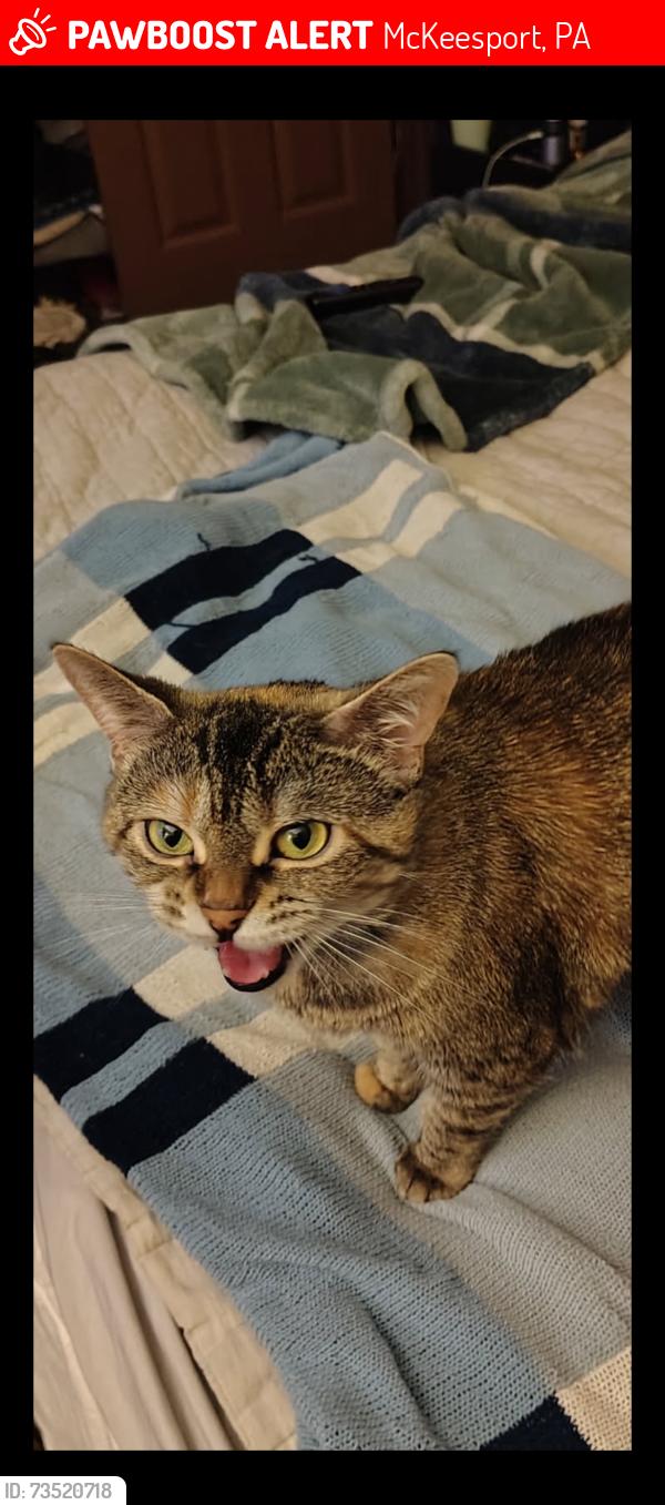Lost Female Cat last seen Smithfield street McKeesport pa, McKeesport, PA 15135