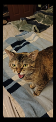 Lost Female Cat last seen Smithfield street McKeesport pa, McKeesport, PA 15135