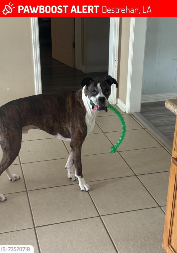 Lost Male Dog last seen River side of levee, Destrehan, LA 70047
