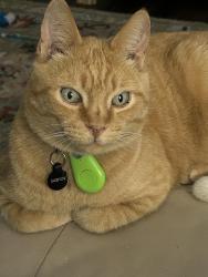 Reunited Male Cat last seen Northlawn and Westlawn, East Lansing, MI 48823
