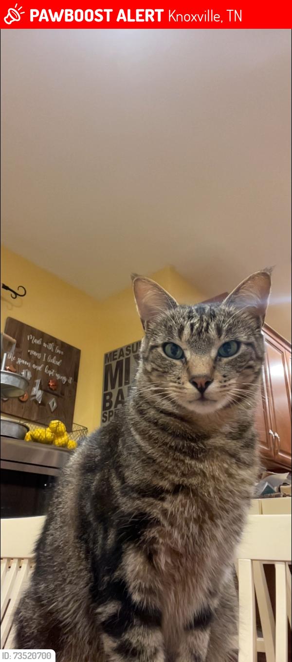 Lost Male Cat last seen Sullivan Rd, Knoxville, Tn, Usa, Knoxville, TN 37921