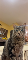 Lost Male Cat last seen Sullivan Rd, Knoxville, Tn, Usa, Knoxville, TN 37921
