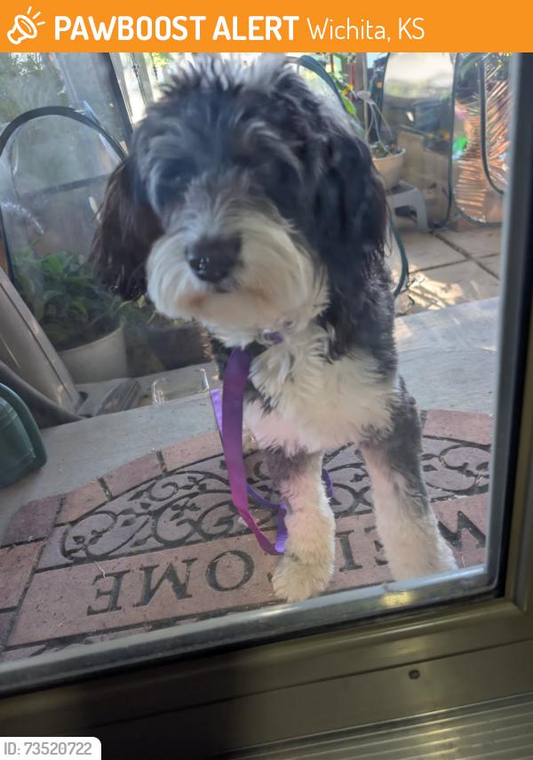 Found/Stray Female Dog last seen Lark and parkdale, Wichita, KS 67212