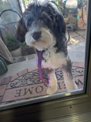 Found/Stray Female Dog last seen Lark and parkdale, Wichita, KS 67212