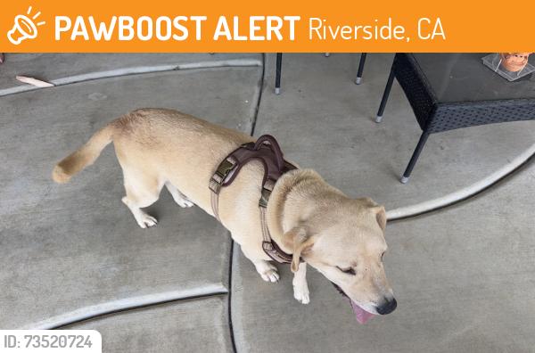 Found/Stray Female Dog last seen Dauchy and Van Buren, Riverside, CA 92508