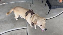 Found/Stray Female Dog last seen Dauchy and Van Buren, Riverside, CA 92508