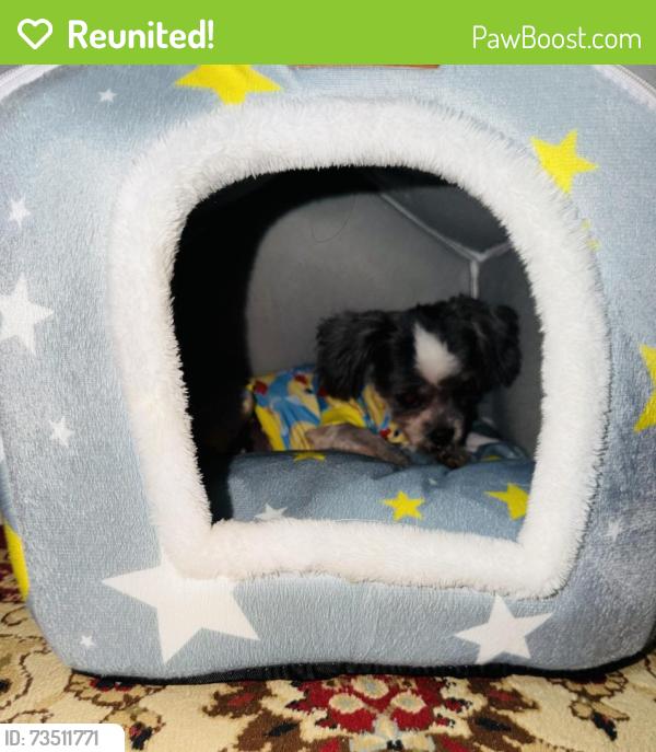 Reunited Female Dog last seen N Lockwood Ridge rd, Sarasota, FL 34237