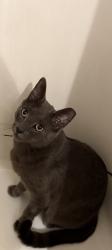 Reunited Male Cat last seen Oriole park, Wyoming, MI 49509