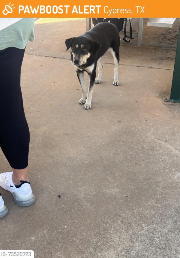 Found/Stray Female Dog last seen Black with white, Cypress, TX 77429