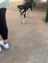 Found/Stray Female Dog last seen Black with white, Cypress, TX 77429