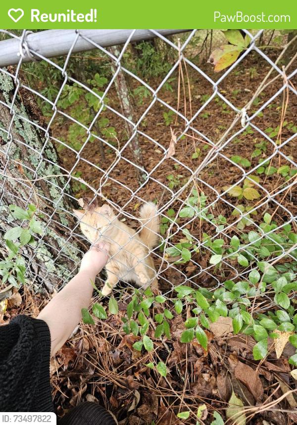 Reunited Male Cat last seen Near East Brainerd road, Chattanooga, TN 37421, Chattanooga, TN 37421