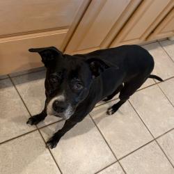 Shelter Stray Female Dog last seen , 3200 N Military Trl, West Palm Beach, FL 33409, USA
