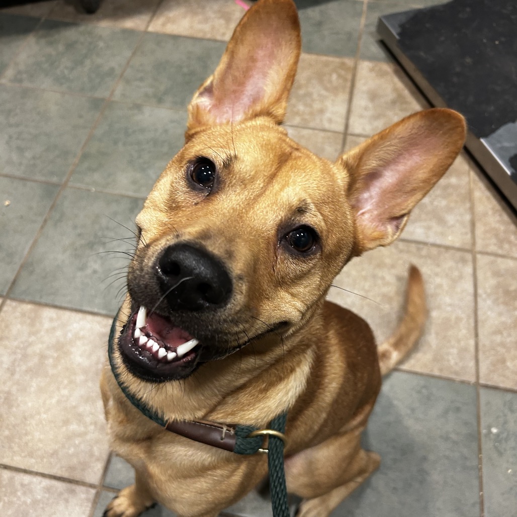 Shelter Stray Male Dog last seen , 4500 N Access Rd, Chattanooga, TN 37415, USA