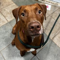 Shelter Stray Female Dog last seen , 4500 N Access Rd, Chattanooga, TN 37415, USA