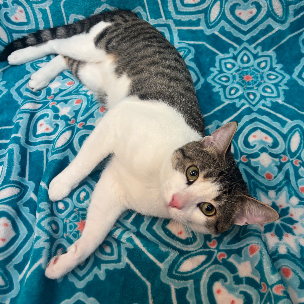 Shelter Stray Male Cat last seen , 361 S Raymond Ave, Pasadena, CA 91105, USA