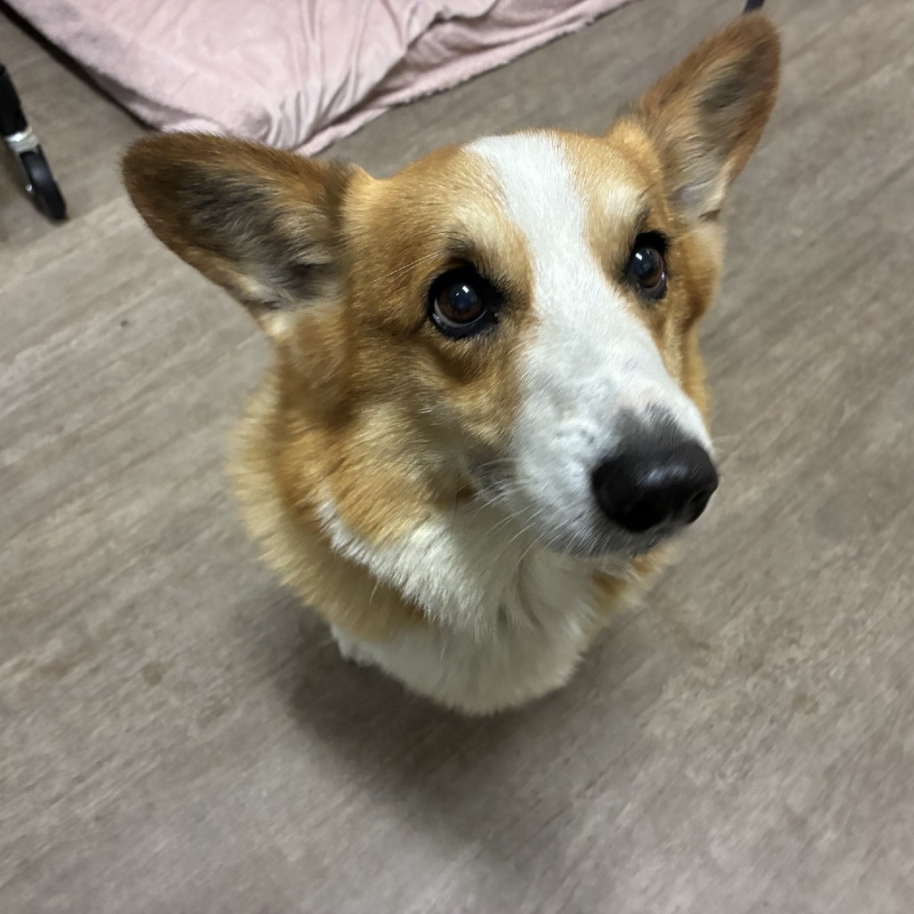 Shelter Stray Male Dog last seen , 361 S Raymond Ave, Pasadena, CA 91105, USA
