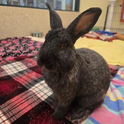 Shelter Stray Male Rabbit last seen , 361 S Raymond Ave, Pasadena, CA 91105, USA