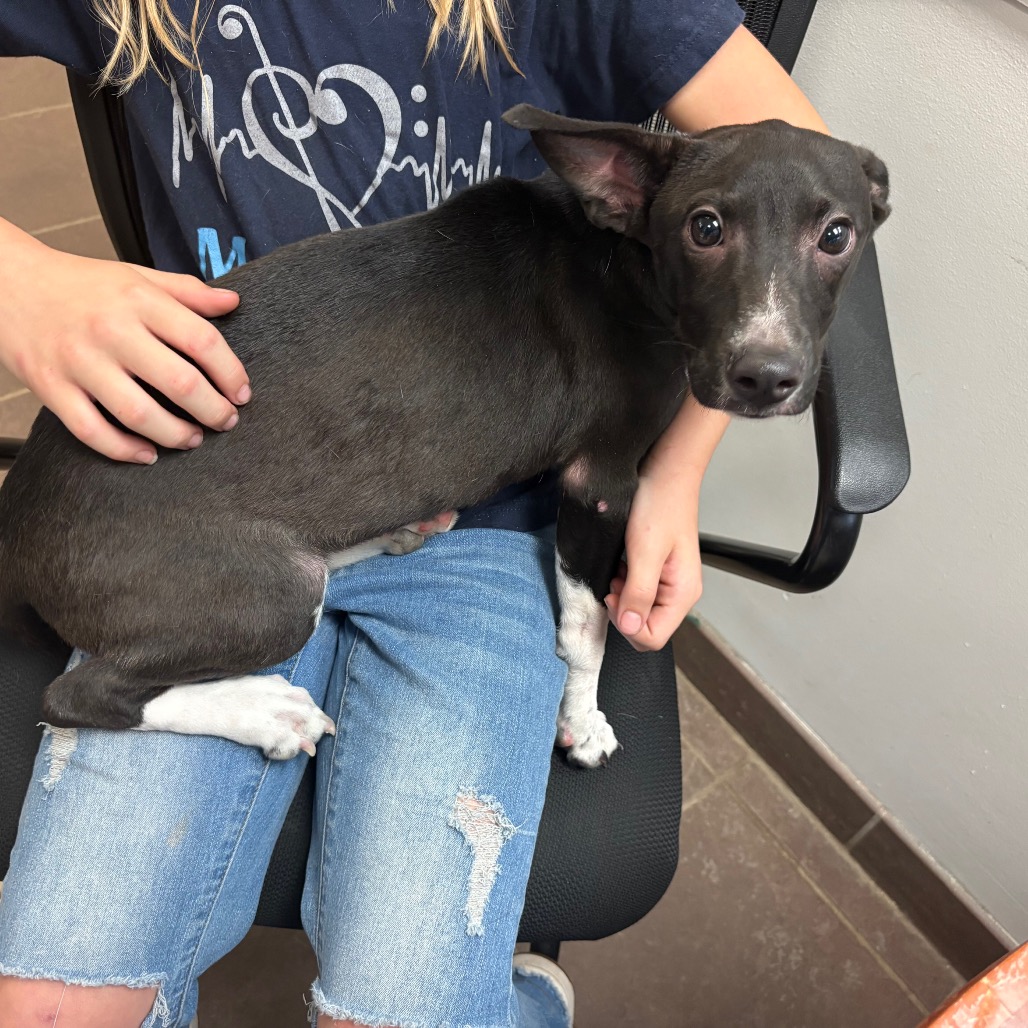 Shelter Stray Male Dog last seen , 4900 Milgen Rd, Columbus, GA 31907, USA