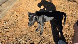 Found/Stray Male Dog last seen Rhodes Jordan park, Lawrenceville, GA 30046