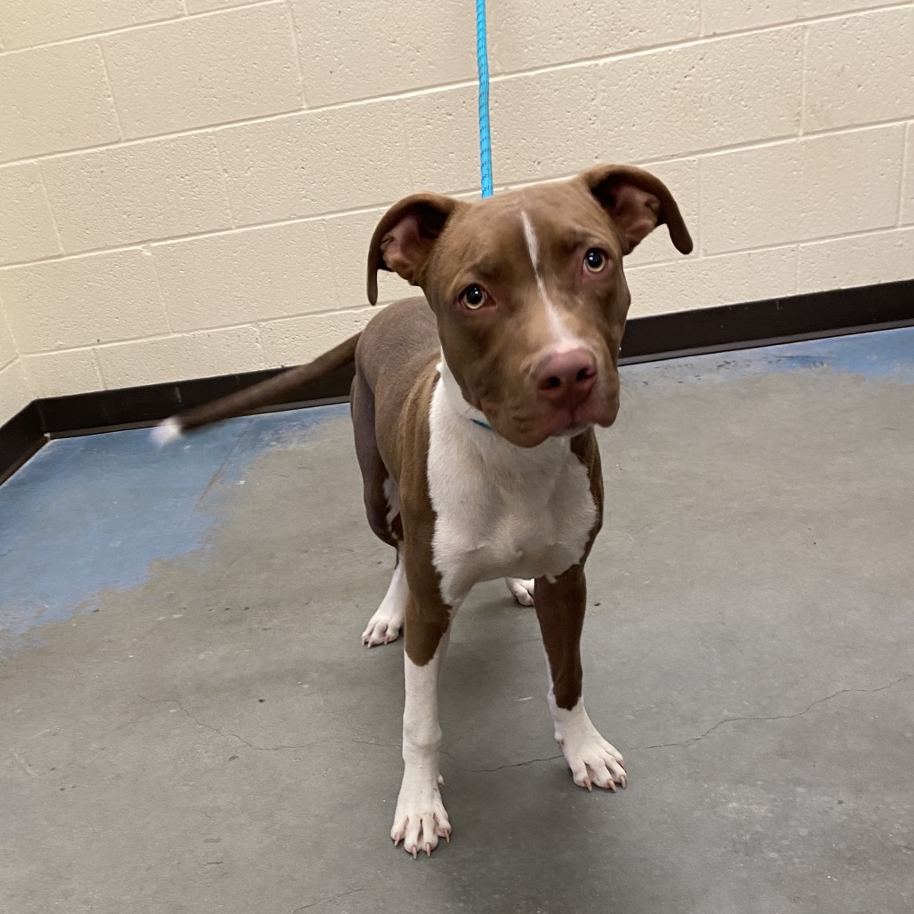 Shelter Stray Male Dog last seen , 2350 Appling City Cove, Memphis, TN 38133, USA