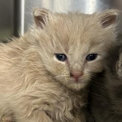 Shelter Stray Male Cat last seen , 124 Evergreen Ave, Newark, NJ 07114, USA