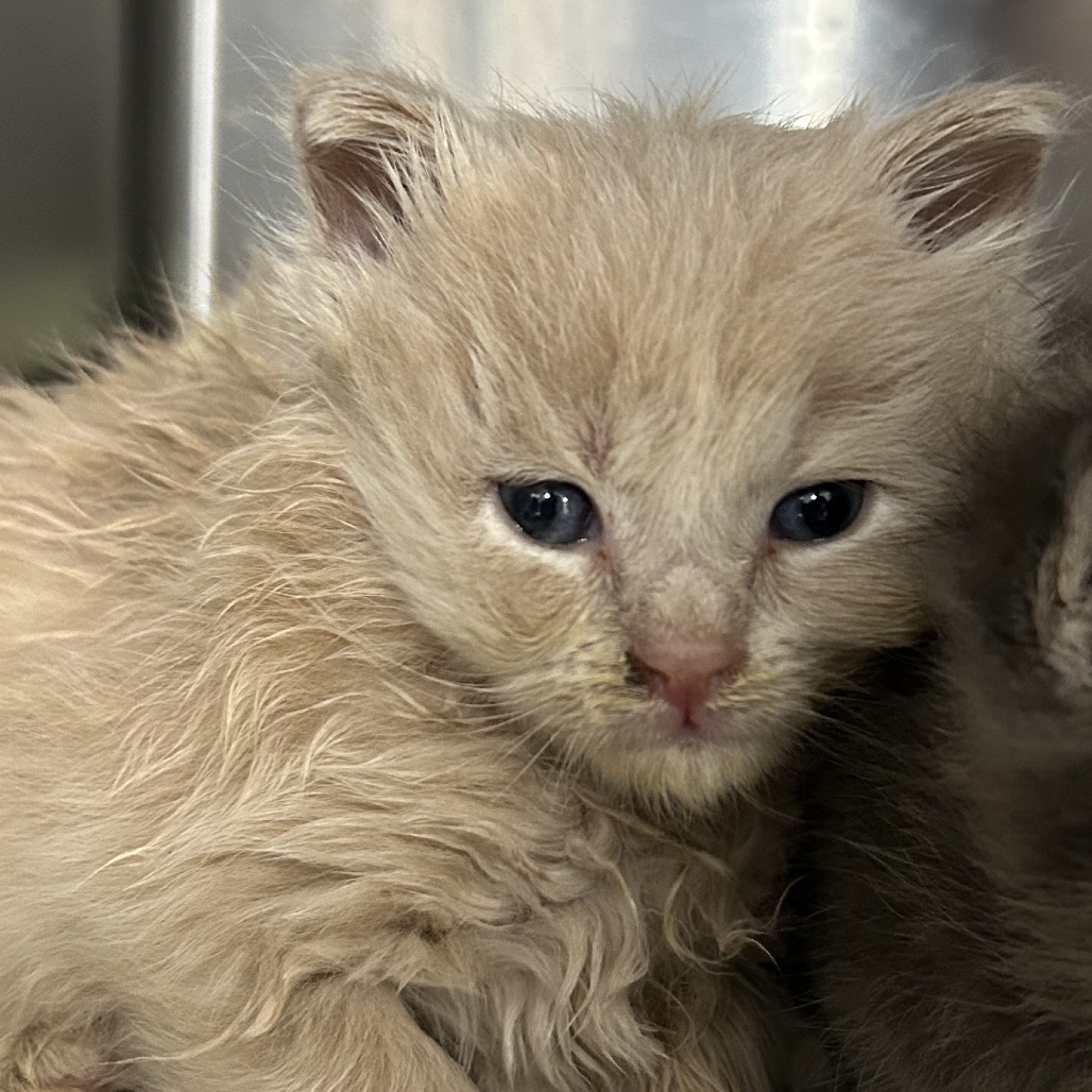 Shelter Stray Male Cat last seen , 124 Evergreen Ave, Newark, NJ 07114, USA