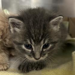 Shelter Stray Male Cat last seen , 124 Evergreen Ave, Newark, NJ 07114, USA