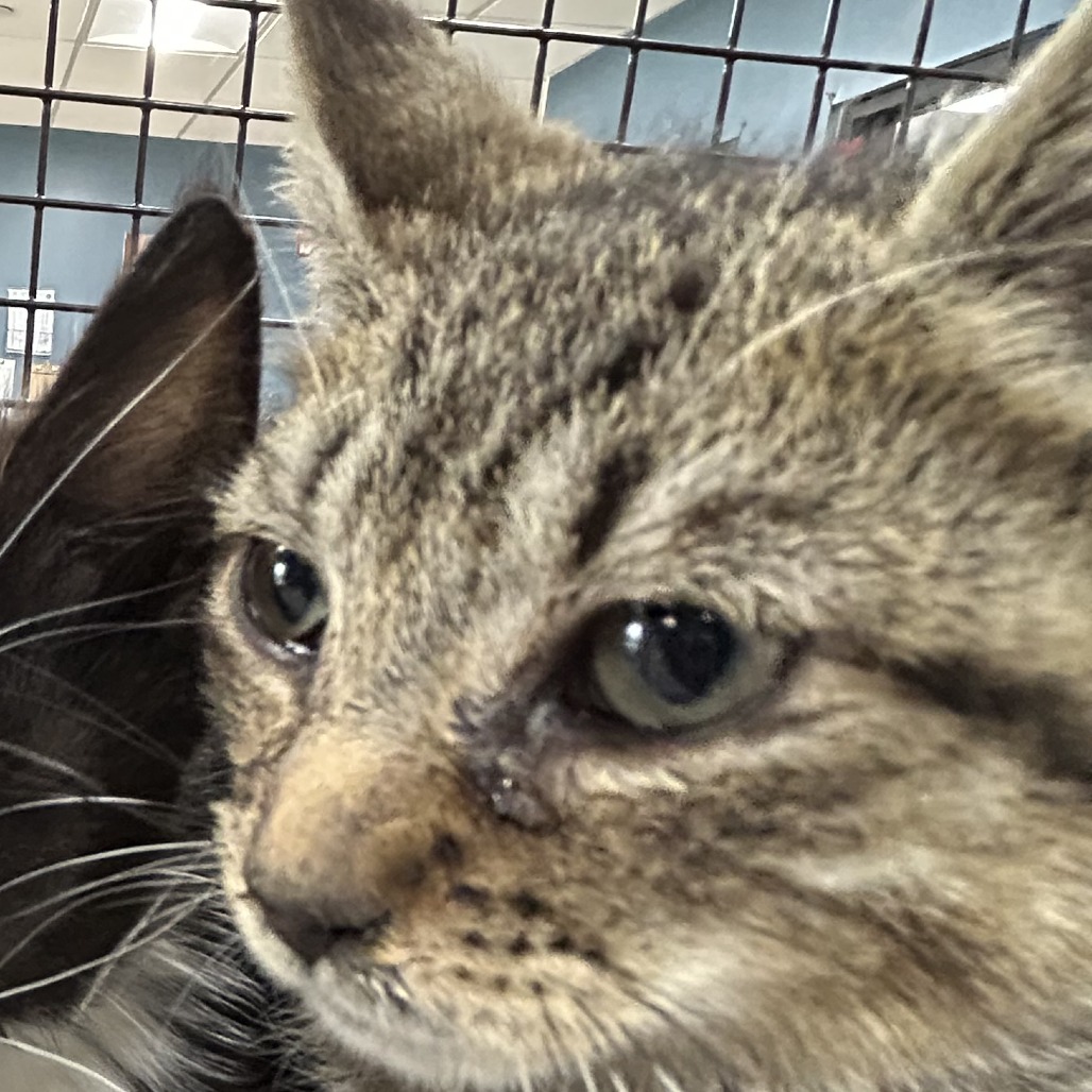 Shelter Stray Unknown Cat last seen , 124 Evergreen Ave, Newark, NJ 07114, USA