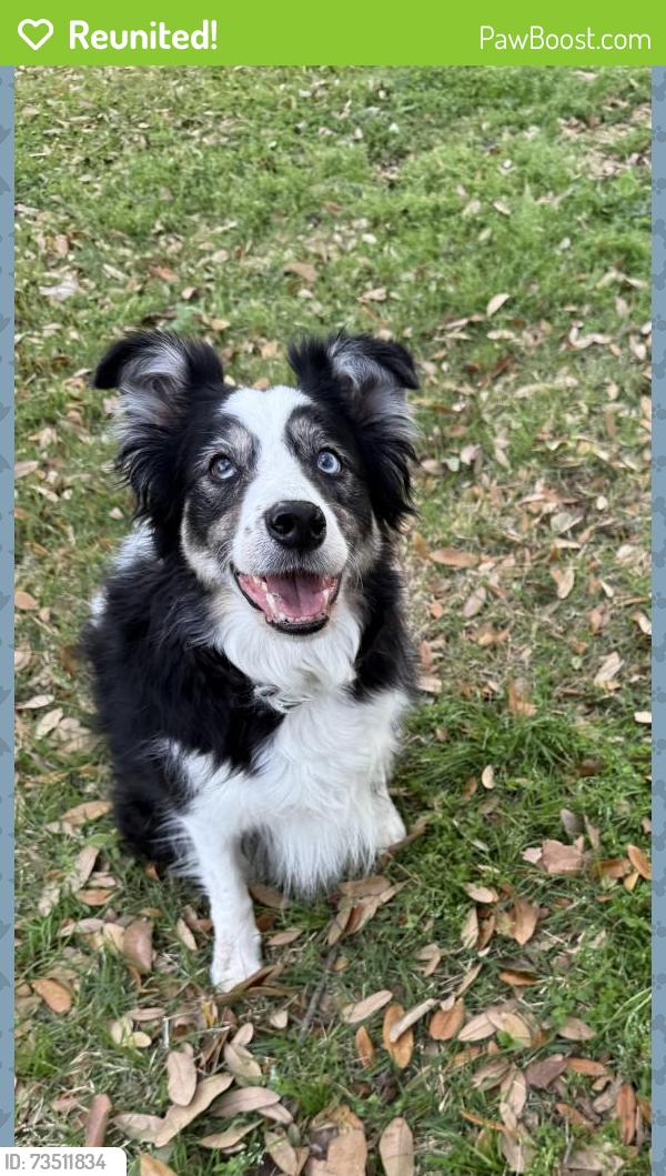 Reunited Male Dog last seen Bee Cave Road, Austin, TX 78746
