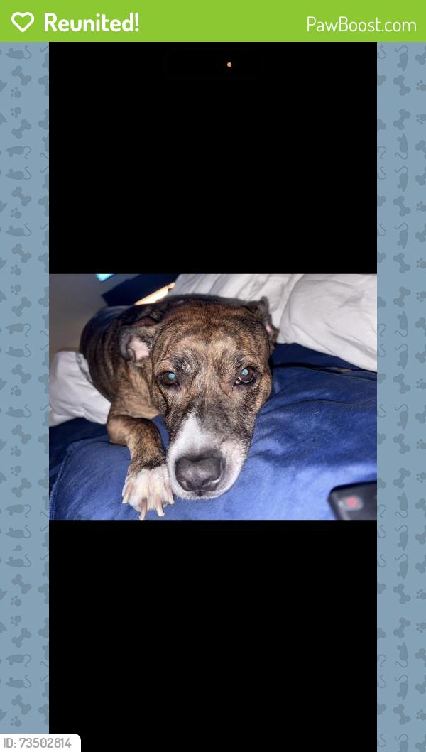 Reunited Female Dog last seen Near Windy Meadow Dr, Plano, TX 75023, USA, Plano, TX 75023