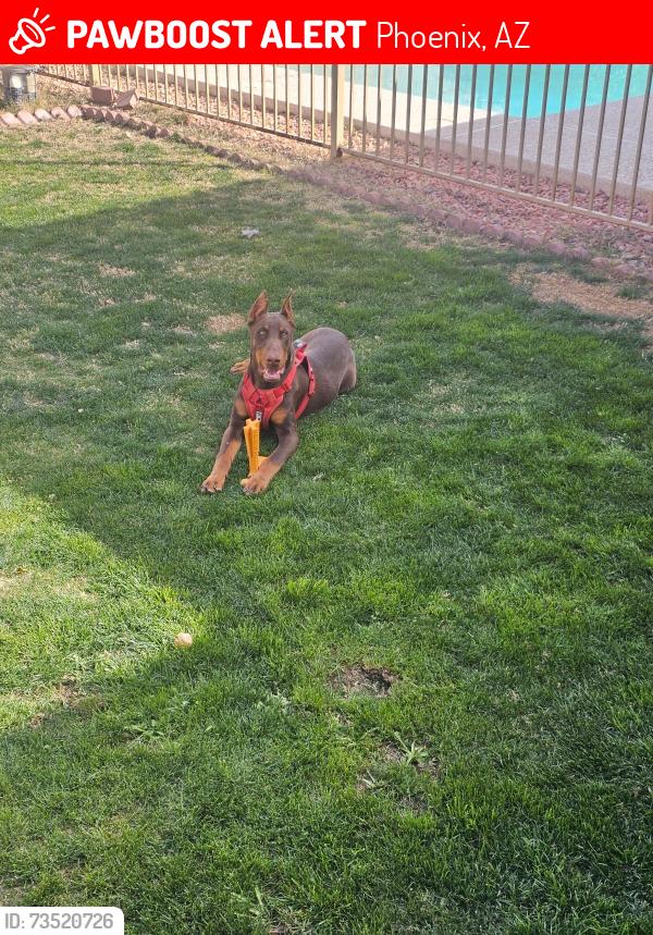 Lost Male Dog last seen 85th ave & hazelwood, Phoenix, AZ 85037