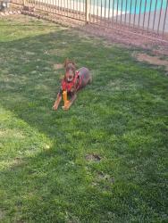 Lost Male Dog last seen 85th ave & hazelwood, Phoenix, AZ 85037