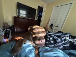 Lost Female Dog last seen Near gallahad dr, Little Rock, AR 72206