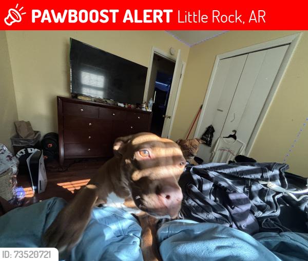 Lost Female Dog last seen Near gallahad dr, Little Rock, AR 72206