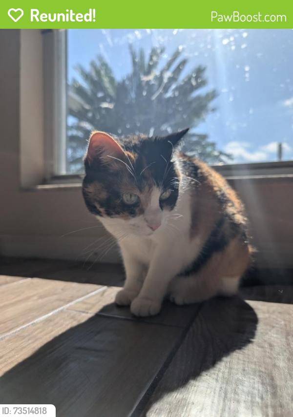 Reunited Female Cat last seen Near Ridge Pointe Dr E, Lakeland, FL 33810, USA, Lakeland, FL 33810