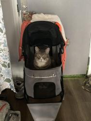 Lost Male Cat last seen Robert st and Plato st, Saint Paul, MN 55107