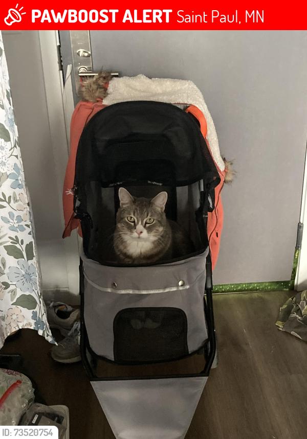 Lost Male Cat last seen Robert st and Plato st, Saint Paul, MN 55107