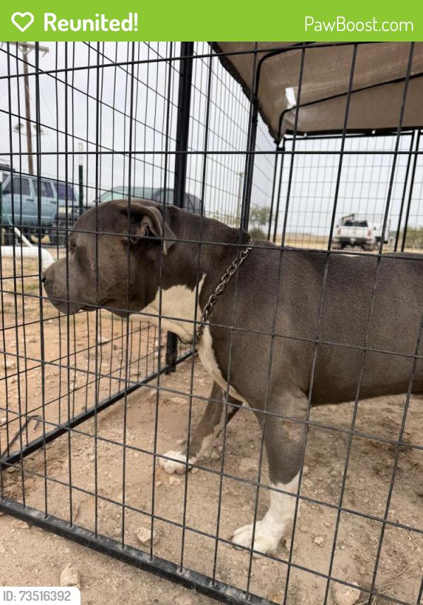 Reunited Male Dog last seen Mesquite oasis rv park, Odessa, TX 79764