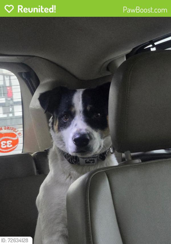 Reunited Male Dog last seen United Supermarket, El Reno, OK 73036
