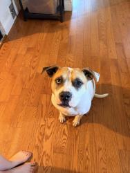 Reunited Female Dog last seen Back yard of 142 Maple Hill Road, Wilmington, DE 19804