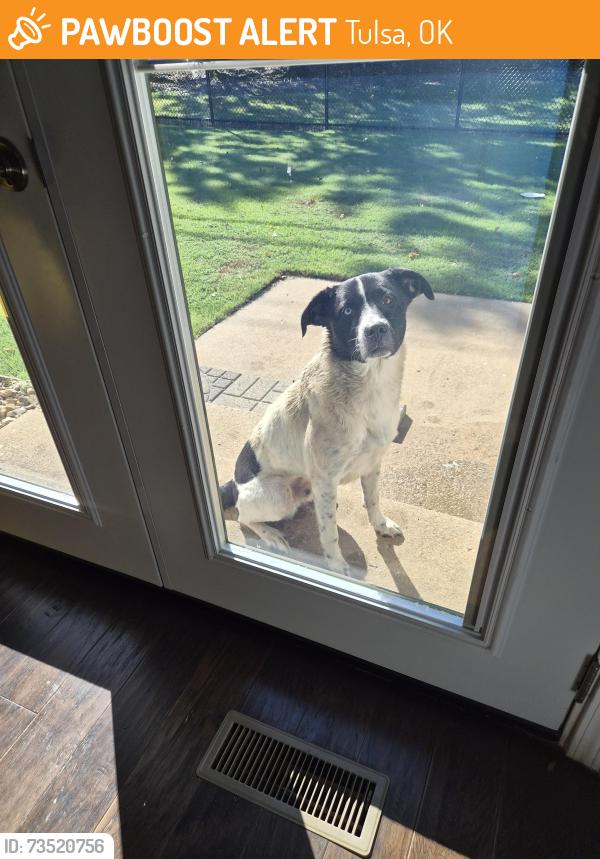 Found/Stray Male Dog last seen 45th &129th, Tulsa, OK 74146
