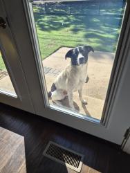 Found/Stray Male Dog last seen 45th &129th, Tulsa, OK 74146