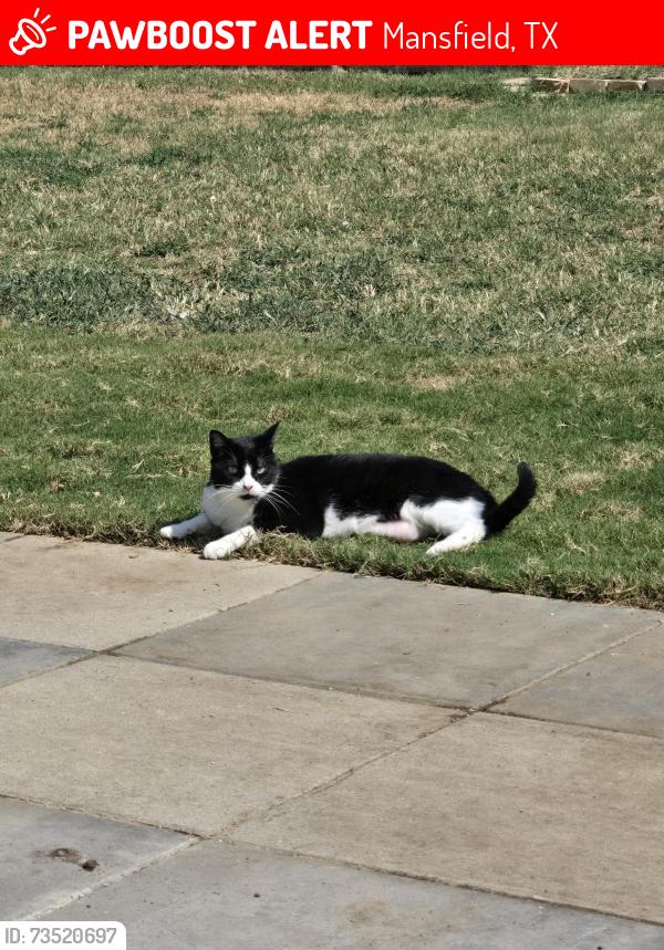 Lost Male Cat last seen Aspen Lane & Clover Hill, Mansfield, TX 76063