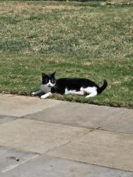 Lost Male Cat last seen Aspen Lane & Clover Hill, Mansfield, TX 76063