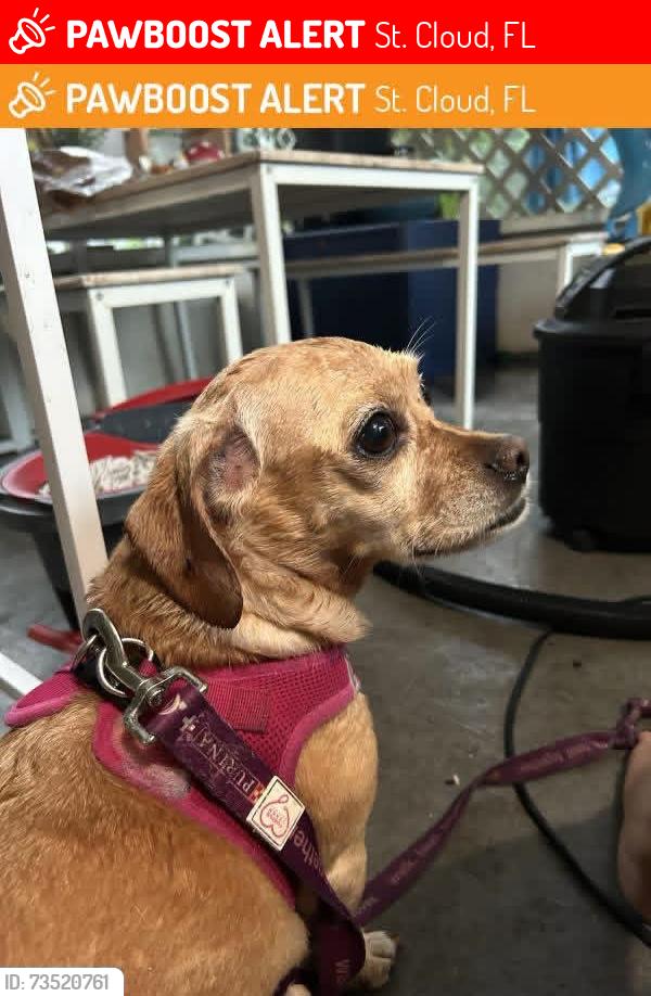 Lost Female Dog last seen Montana Avenue and 5th Street, St. Cloud, FL 34769