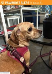 Lost Female Dog last seen Montana Avenue and 5th Street, St. Cloud, FL 34769