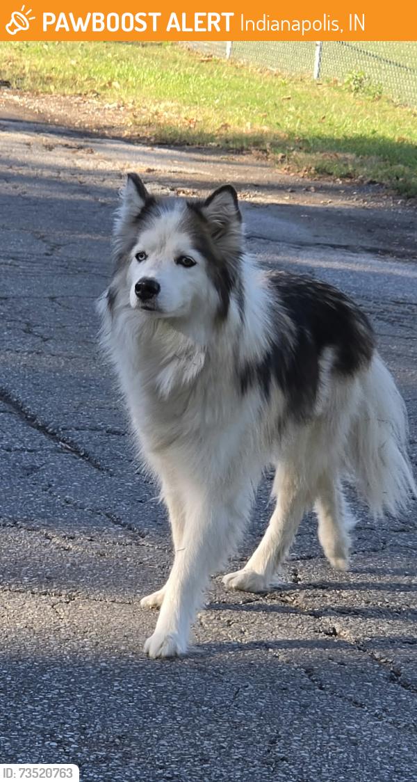 Found/Stray Unknown Dog last seen By the baseball field at brookside park, Indianapolis, IN 46218